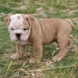 English Bulldog - male BROWN SUGAR 9